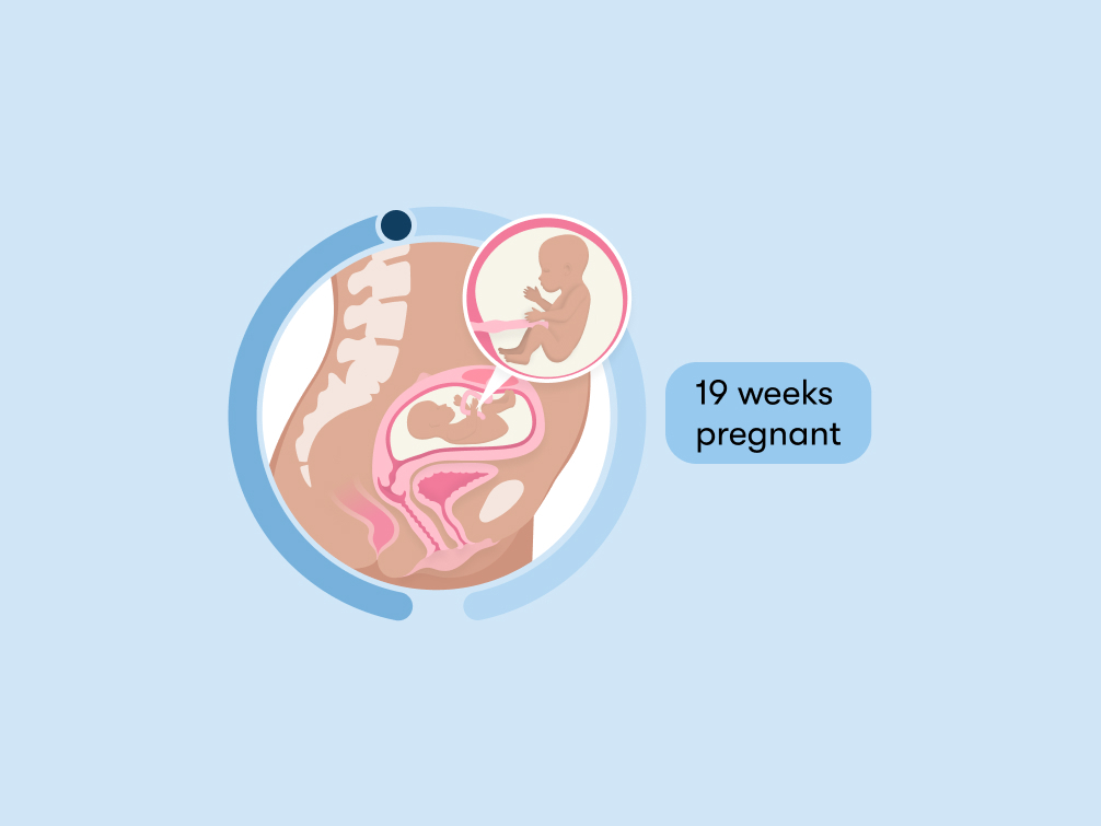 19 weeks pregnant Symptoms tips and baby development